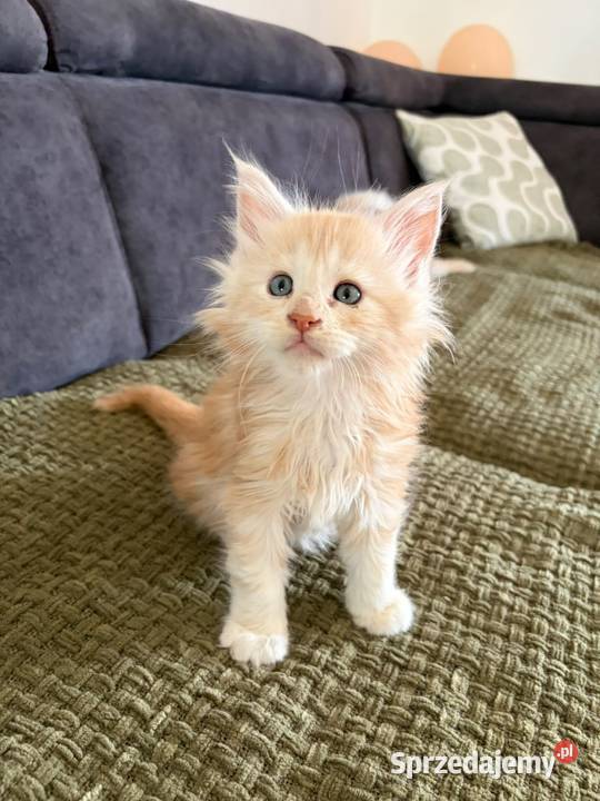 Sprzedam 2 kocurki rasy maine coon wielkopolskie Smyczyna