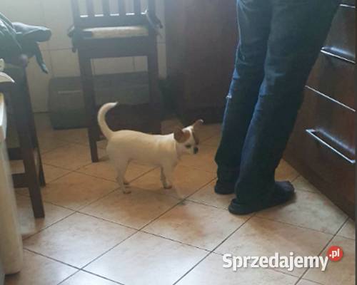 Chihuahua suczka biała 8 miesięczna Częstochowa
