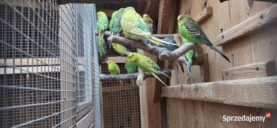 Sprzedam papugi widoczne na zdjęciach Konin