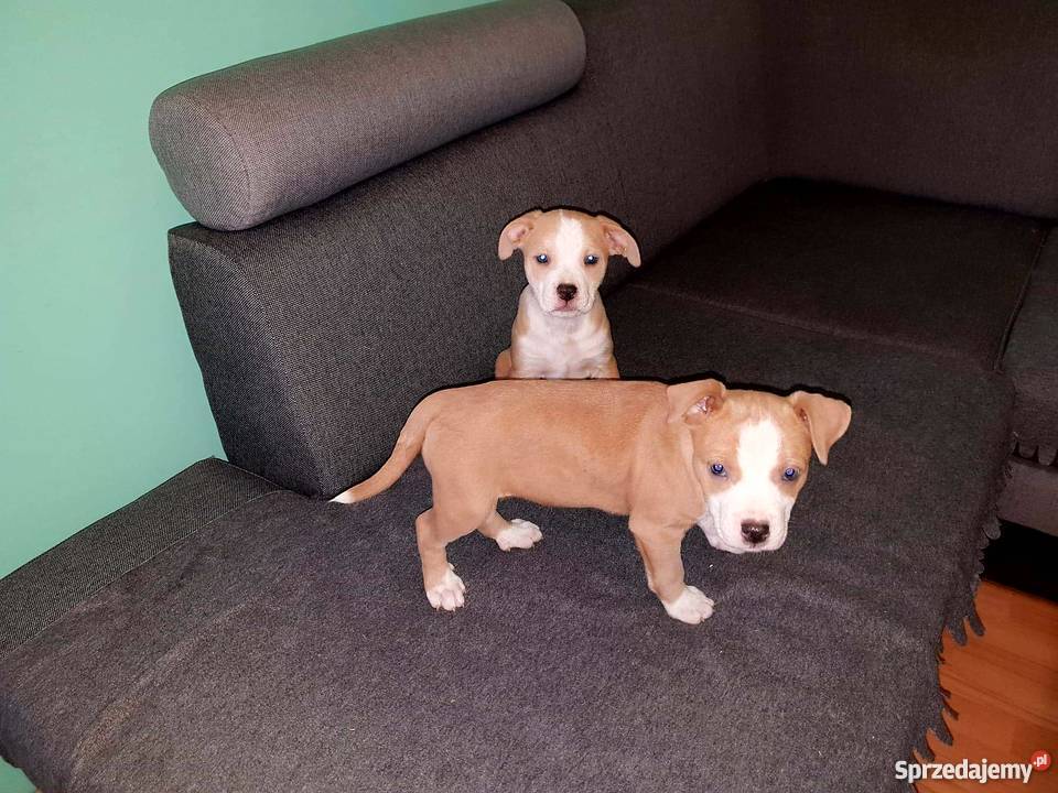 Szczeniaki amstaff Września