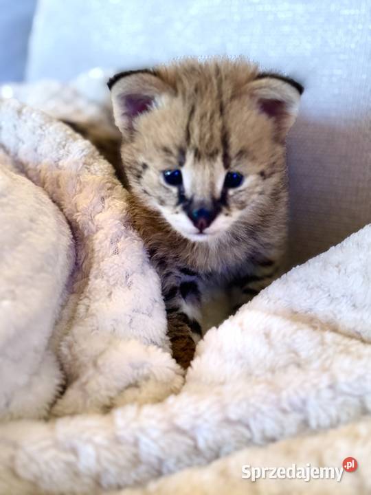 Serwal Afrykański Serval karmiony butelką Pozostałe Czerwionka-Leszczyny