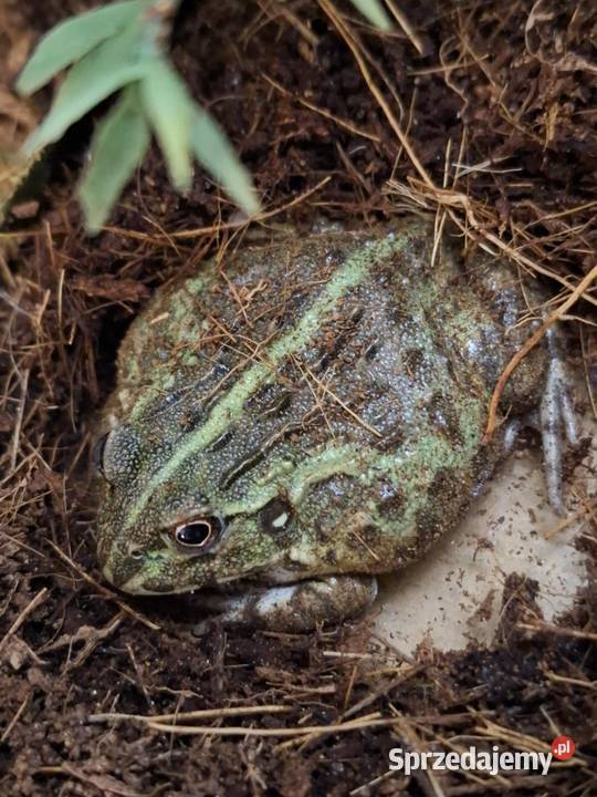 Żaba byk Pyxicephalus adspersus Kraków