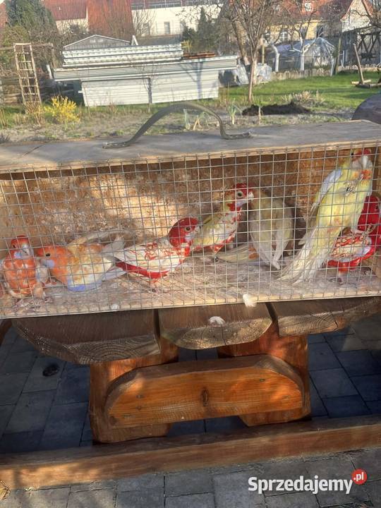 Rozelle królewskie wielkopolskie Kąkolewo sprzedam