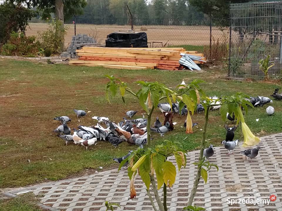Gołębie pocztowe ozdobne Perukarz samiec Cyców