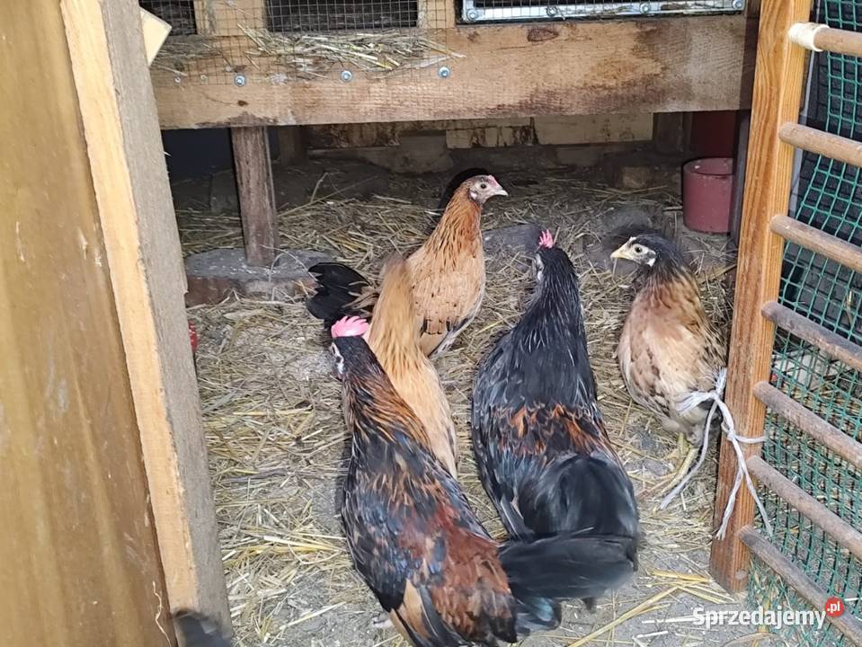 Cwergi cwerki koguciki wielkopolskie Kościan