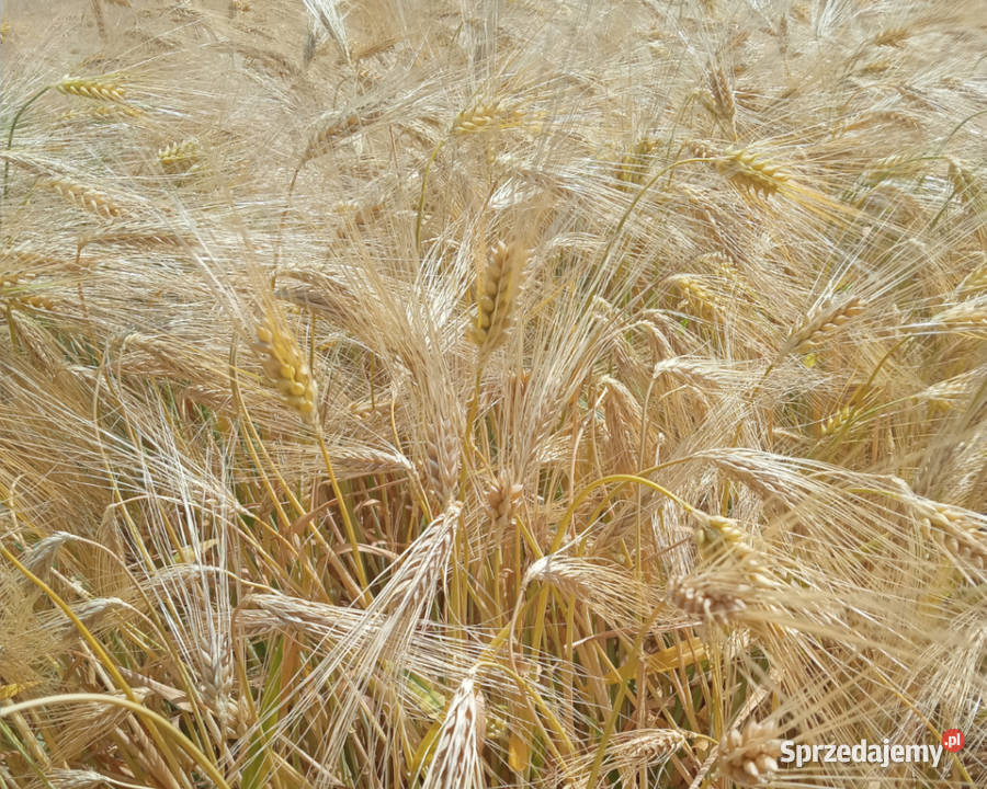 Jęczmień ozimy RGT Mela wielorzędowy Top Farms dolnośląskie Raciborowice Dolne