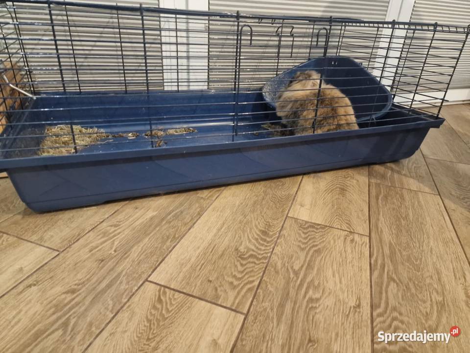 krolik baranek oddaM mazowieckie Warszawa