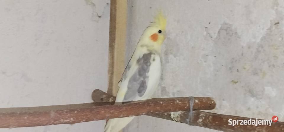 Papuga nimfa 25r samiec Ptaki