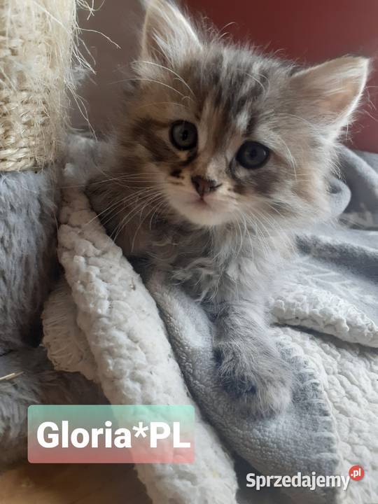 Przepiękna Kotka Syberyjska Gloria Sochaczew sprzedam