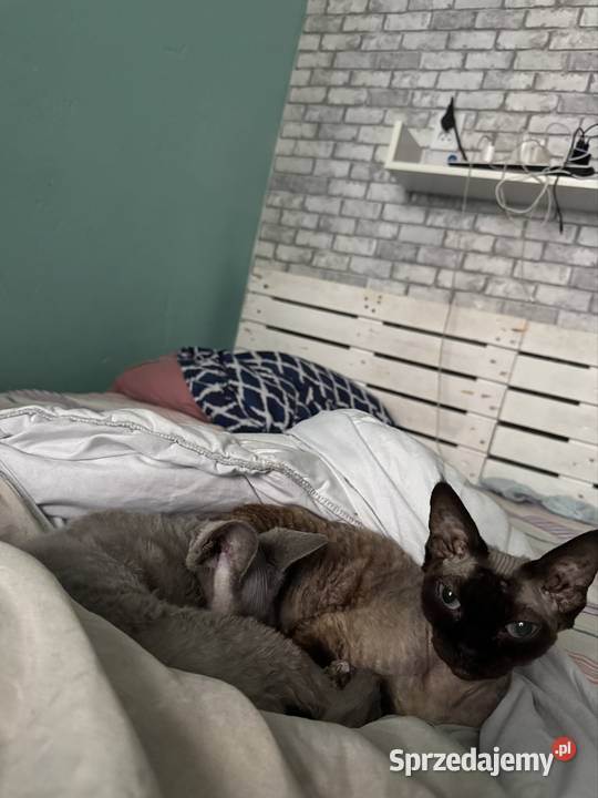 Kot devon rex 4 lata Łódź