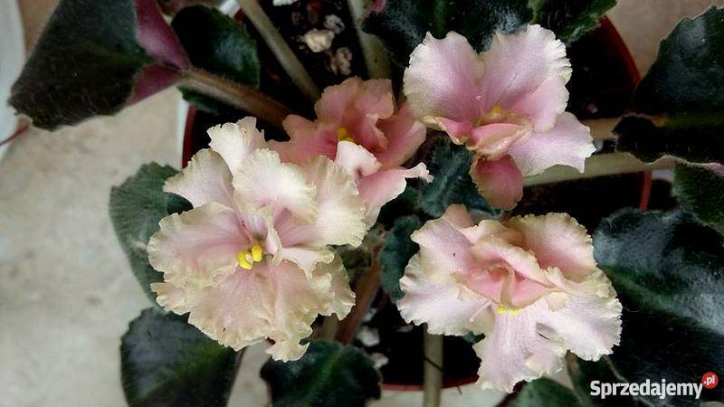 Fiołek afrykański Robs Antique Rose dużykwitnący lubelskie