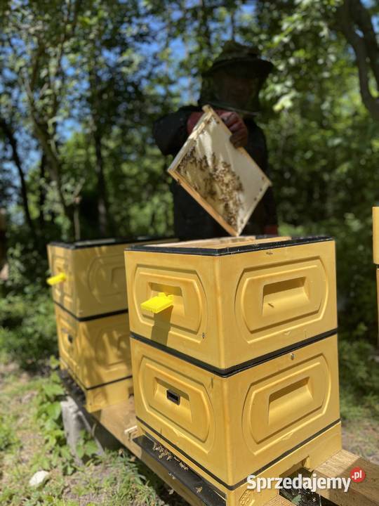 wielkopolski Powałkopodkarmiaczka Wielkopolska Płońsk