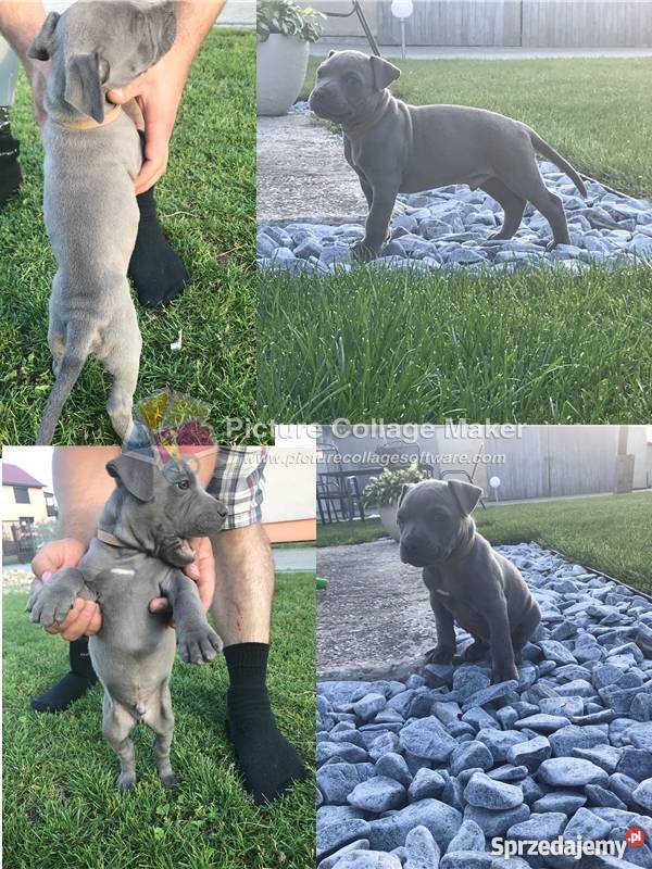 SPRZEDAM SZCZENIĘTA AMSTAFF z rodowodem Ochodze sprzedam