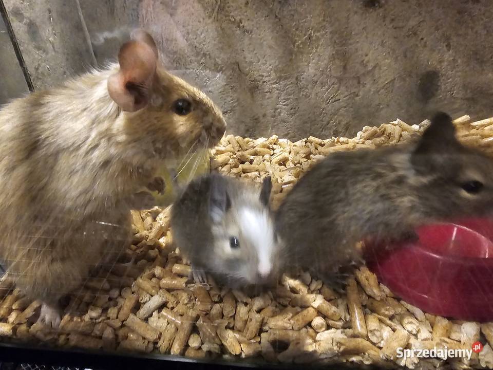 Koszatniczki młode Kania Góra