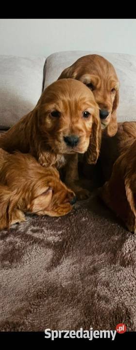 Cocker Spaniel szczeniaki Busko-Zdrój sprzedam