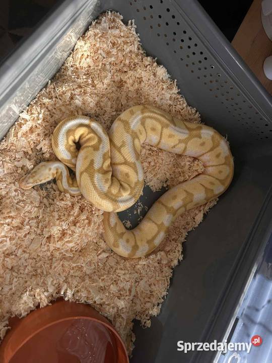 Sprzedam 10 pytona królewski Myszków