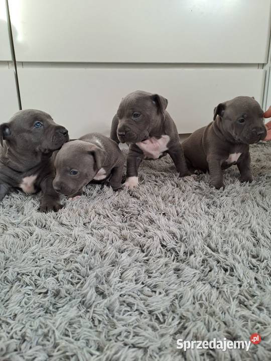 Piękne szczenięta Amstaff Blue Amstaff