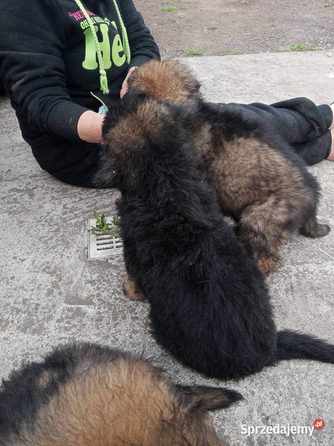 OWCZAREK NIEMIECKI DŁUGOWŁOSYSZCZENIĘTA Owczarek Szczecin sprzedam