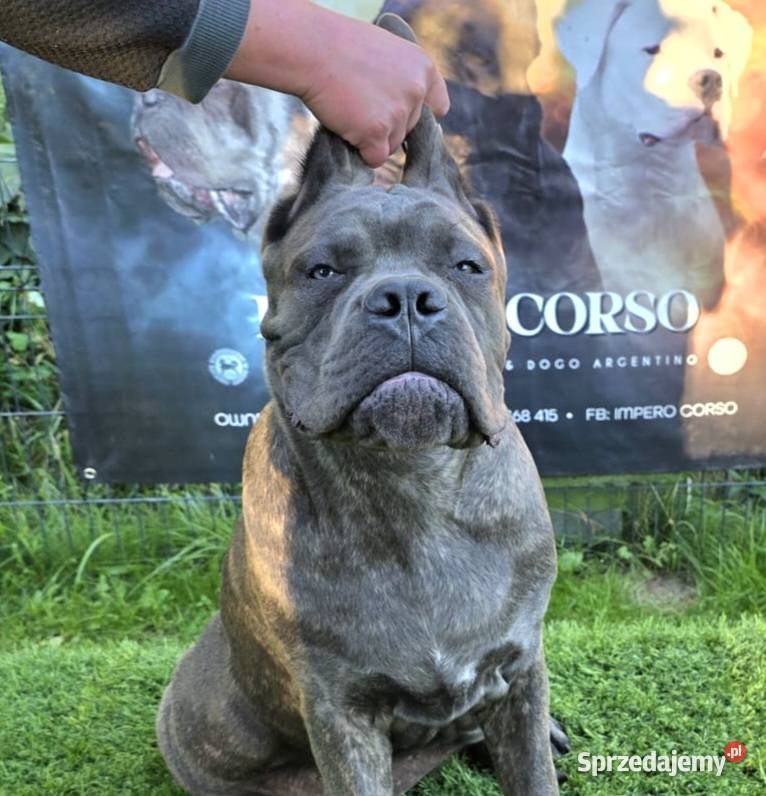 Cane Corso Italiano pies 6miesięczny szary Gończyce
