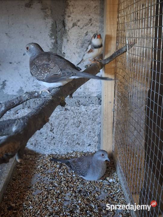 Papugi i inne Wąbrzeźno