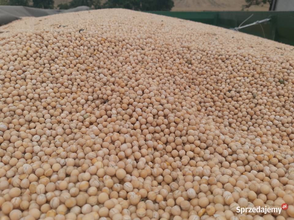 Groch Ostinato Zboża