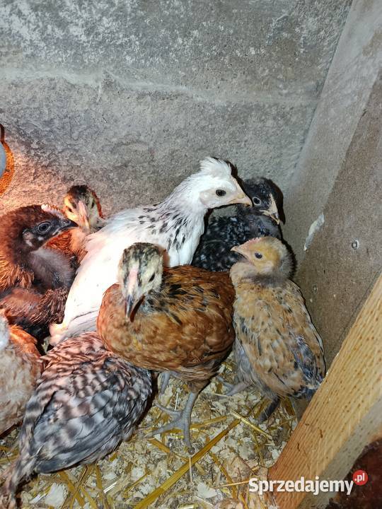 Kurczaki 16 tygodni mix w tym z kolorowym wielkopolskie Lipka