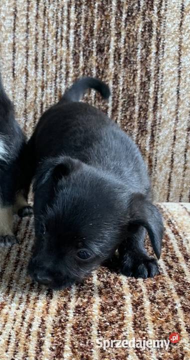 Czarna suczka chihuahua Krubiczew