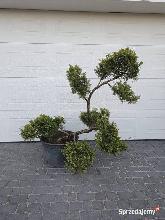 TANIO bonsai jałowiec formowany juniperus Łebno