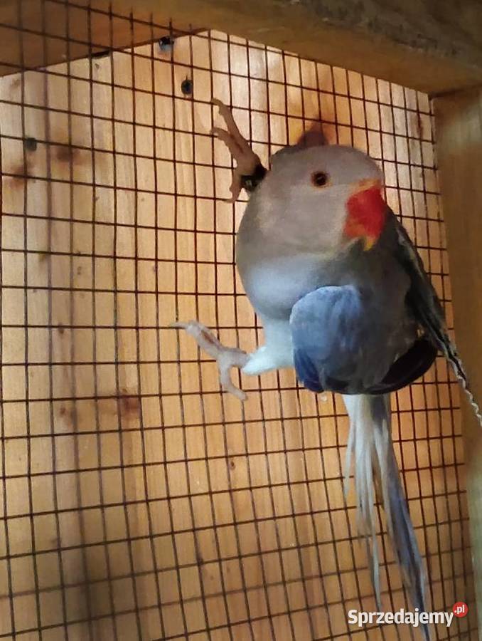 Aleksandretty GO Kamień Górowski