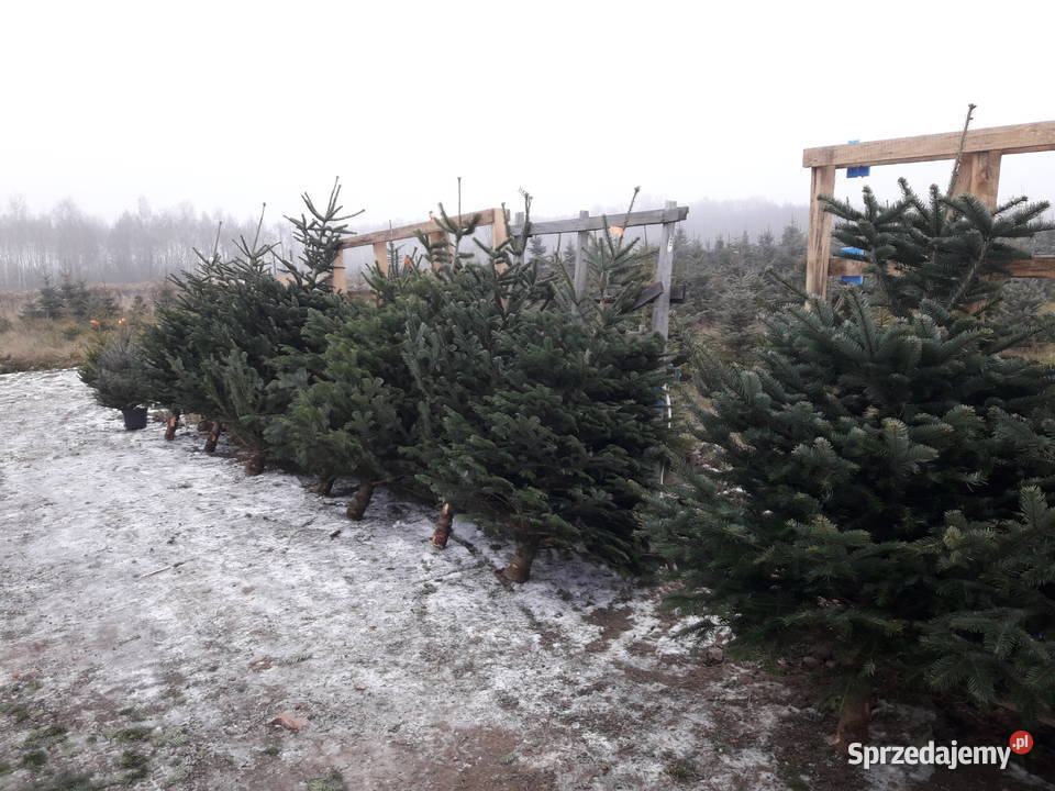 Choinki świerk Hurt