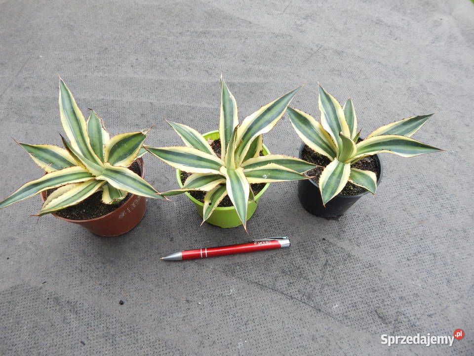 Agawa w czterech kolorach Agave lophantha Pozostałe małopolskie