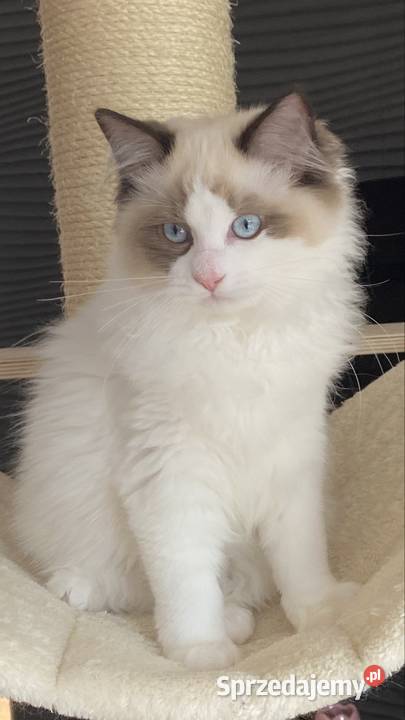 Piękny kocurek Ragdoll gotowy do odbioru z Szprotawa