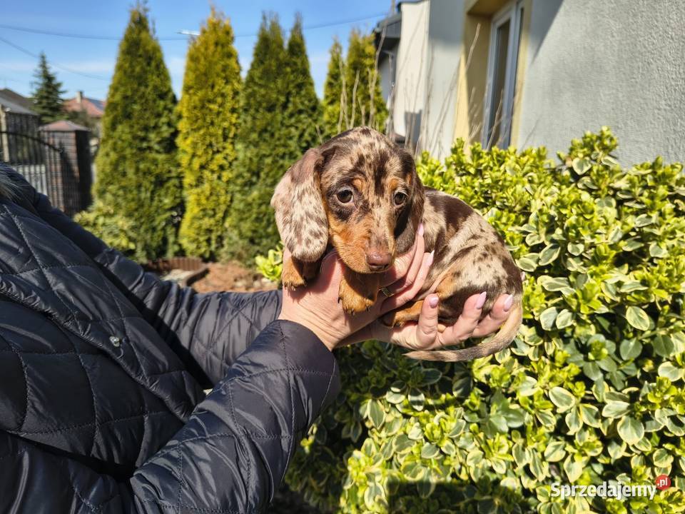 Jamnik długowłosy Choco merle czekoladowy Żychlin