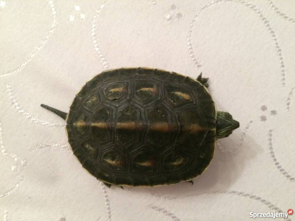 Żółw pręgowany