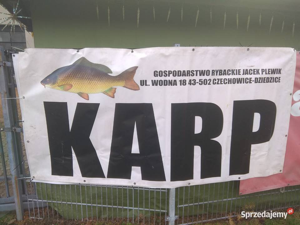 Karp żyw handlowy hurt detal śląskie Czechowice-Dziedzice