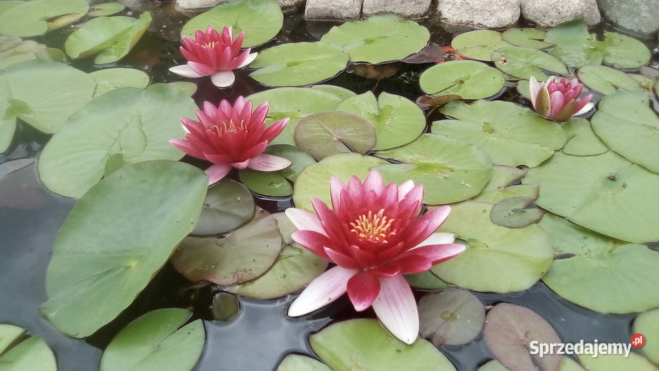 lilie wodne nenufary rosliny strefy błotnej Poznań