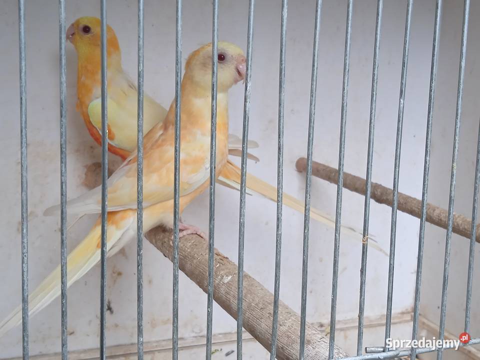 Papugi świergotki para Ptaki Radom