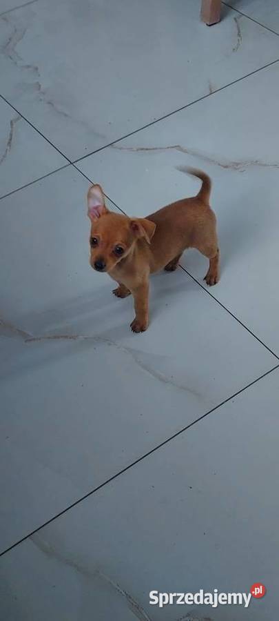 Pinczer Miniaturowy Psy Radom