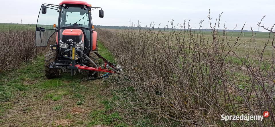 Podcinanie krzewów porzeczki agrest itp Fajsławice sprzedam