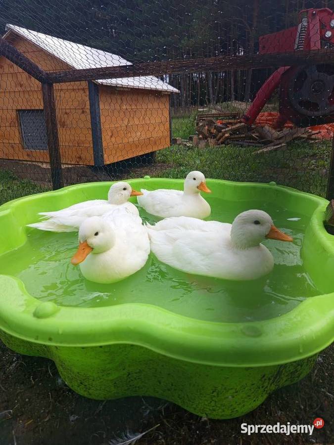 Kaczki call duck Januszkowice