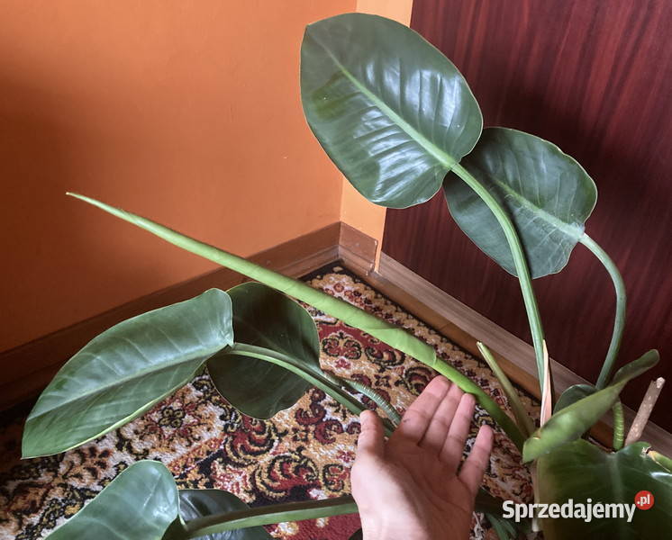 Piękny Philodendron Filodendron Congo Apple duży Kraków sprzedam