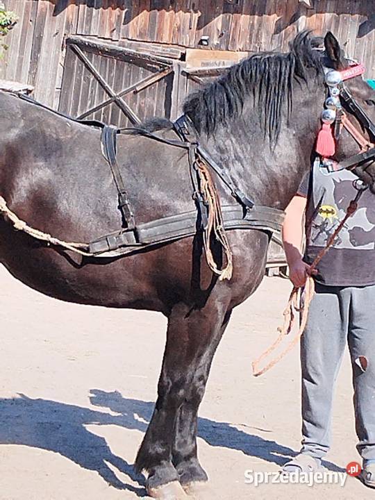 Sprzedam źrebice Konie