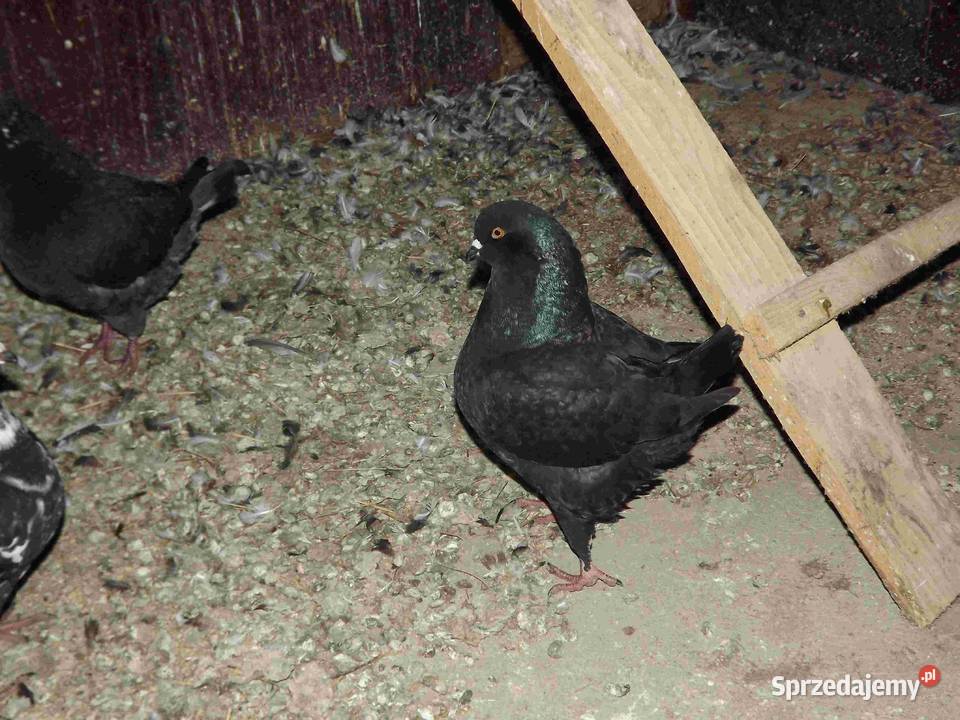 sprzedam gołębie