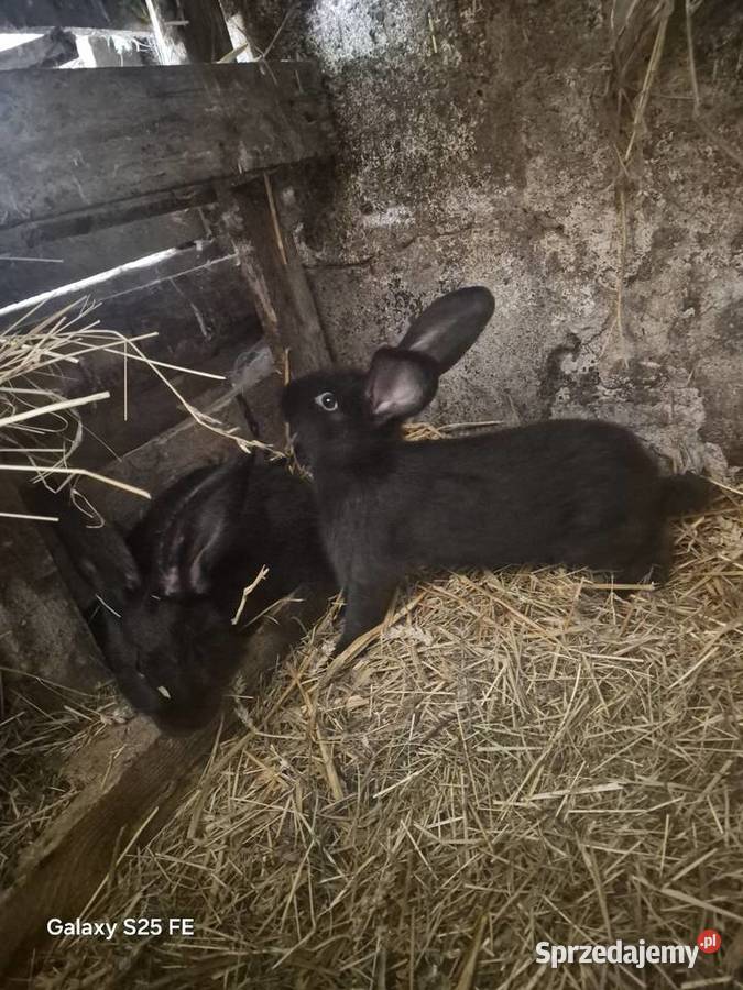 Srokacz czarny pełnobarwny podkarpackie Dylągowa