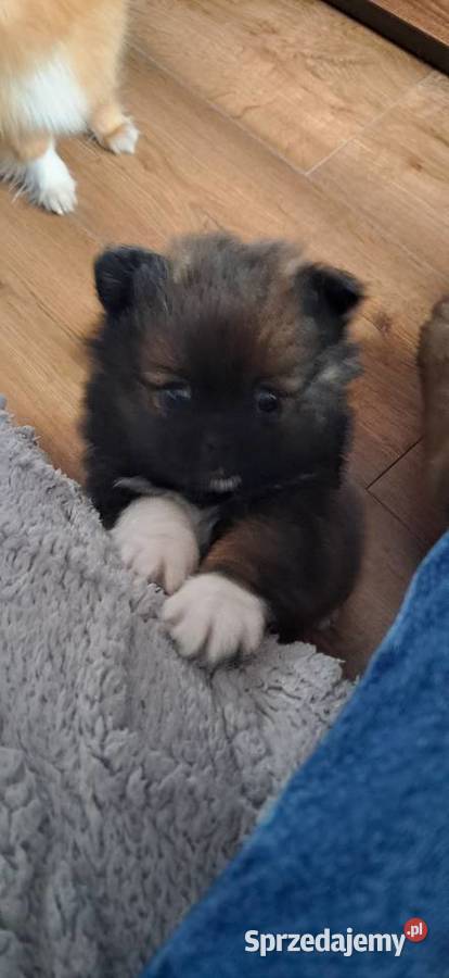 Szpic miniaturowy Środa Wielkopolska