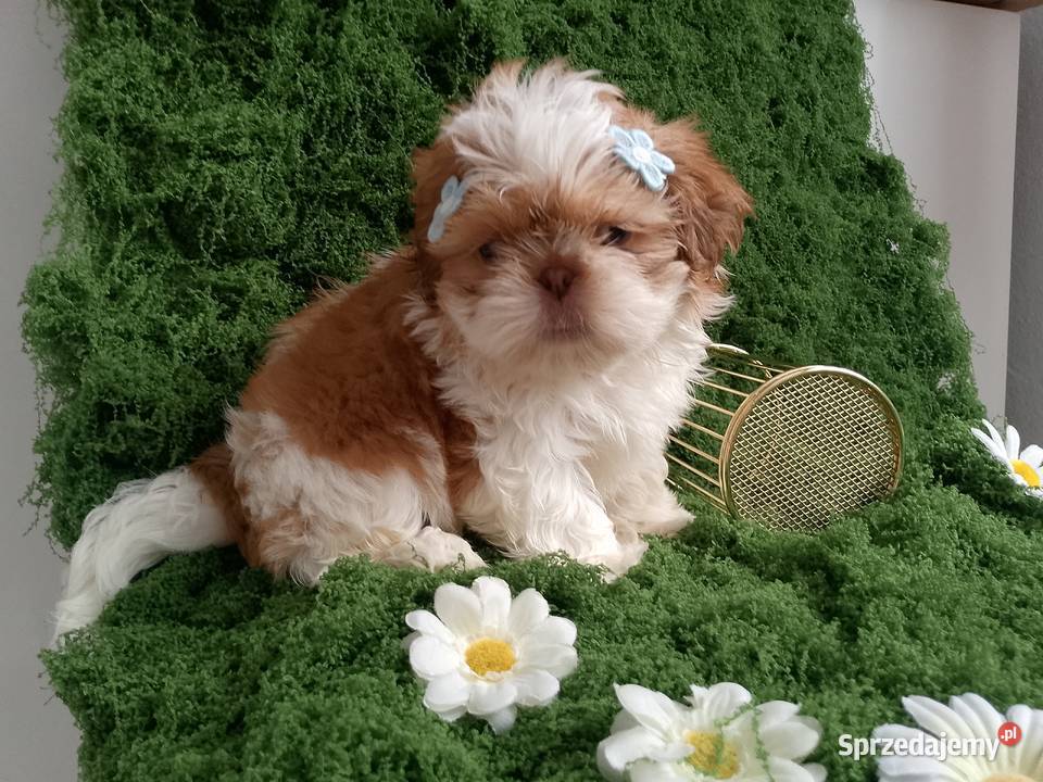 GOTOWY DO ODBIORU piękny piesek rasy ShihTzu Namysłów