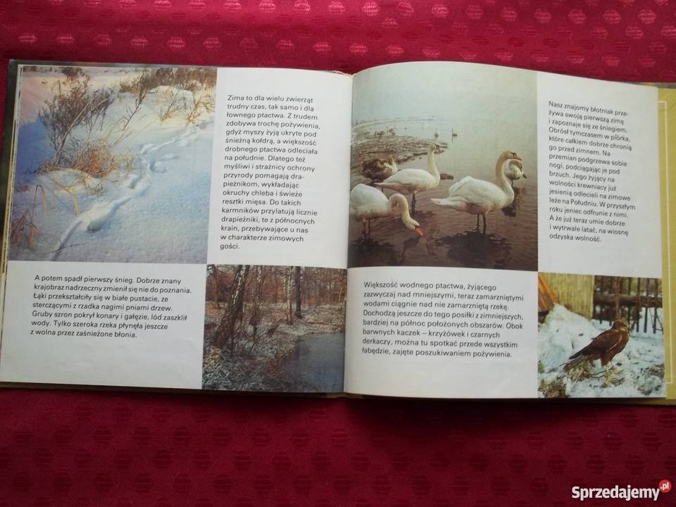 Ptaki Skrzydlaci myśliwi Rudolf Leipzig dla dzieci z klas IV-VI (10-12 lat)  Łódź