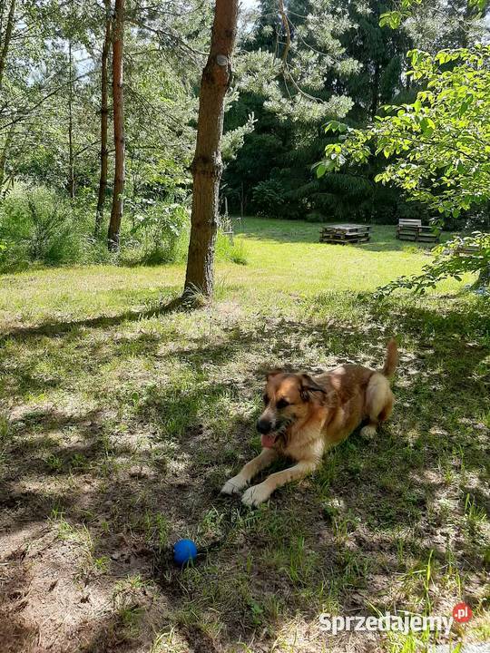 Sprzedam działkę letniskową z własnym laskiem Nożyno