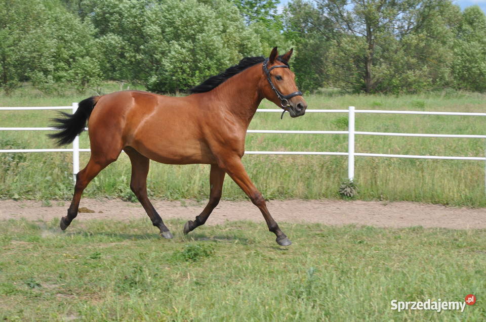 Klacz dwulatka przyszłościowa Mogielnica