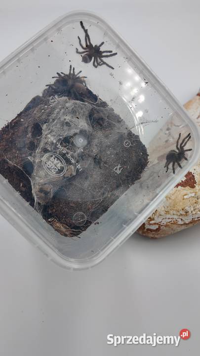 M Balfuri grupówki 5 warmińsko-mazurskie Olsztyn sprzedam